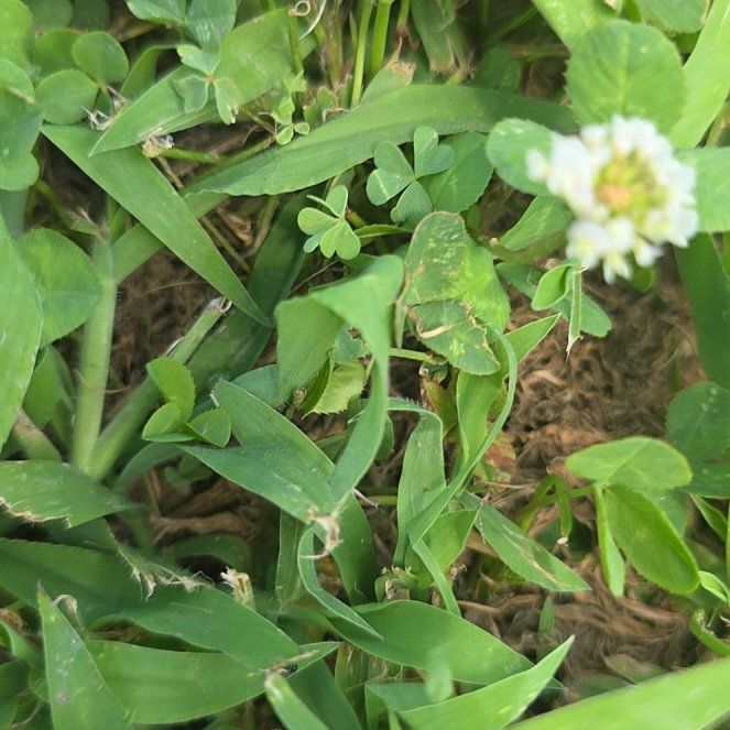 Photo of the plant species White Clover by @LordlyKoa12 named Emerson on Greg, the plant care app