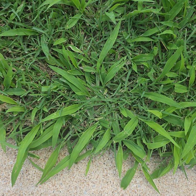 Photo of the plant species Southern Crabgrass by @LordlyKoa12 named Naomi on Greg, the plant care app