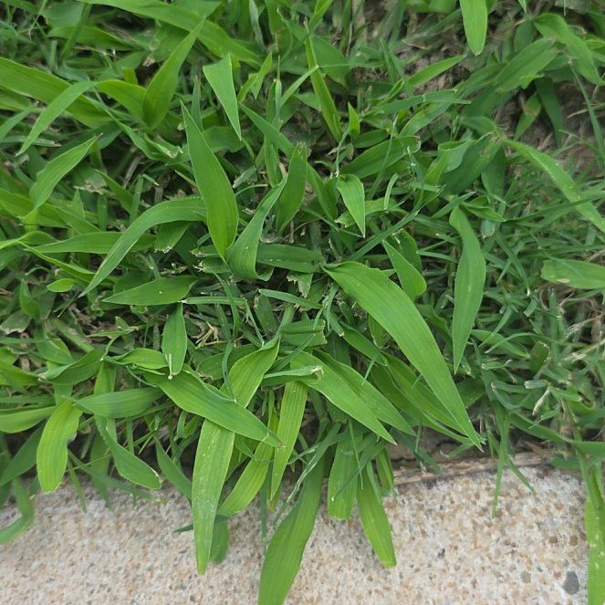 Photo of the plant species Japanese Stiltgrass by @LordlyKoa12 named Maya on Greg, the plant care app
