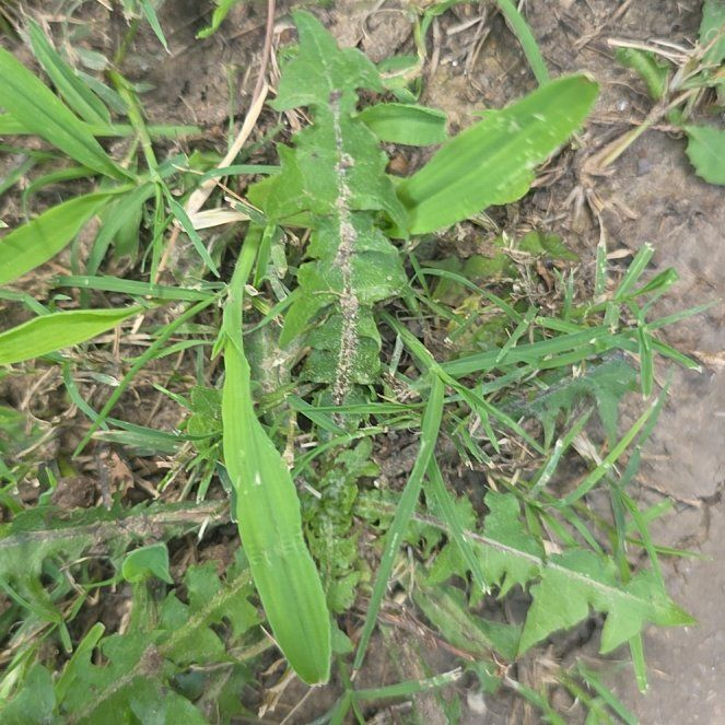 Photo of the plant species Capeweed by @LordlyKoa12 named Gobi on Greg, the plant care app