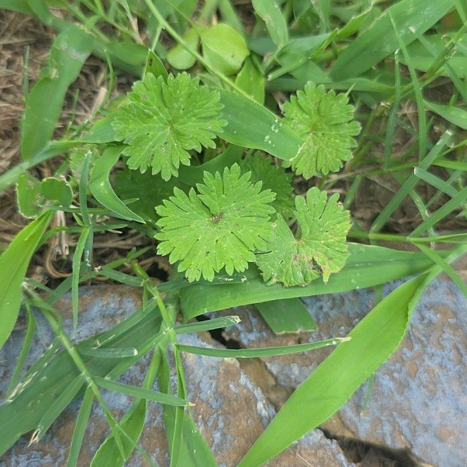 Photo of the plant species Dovefoot Geranium by @LordlyKoa12 named Beyonce on Greg, the plant care app