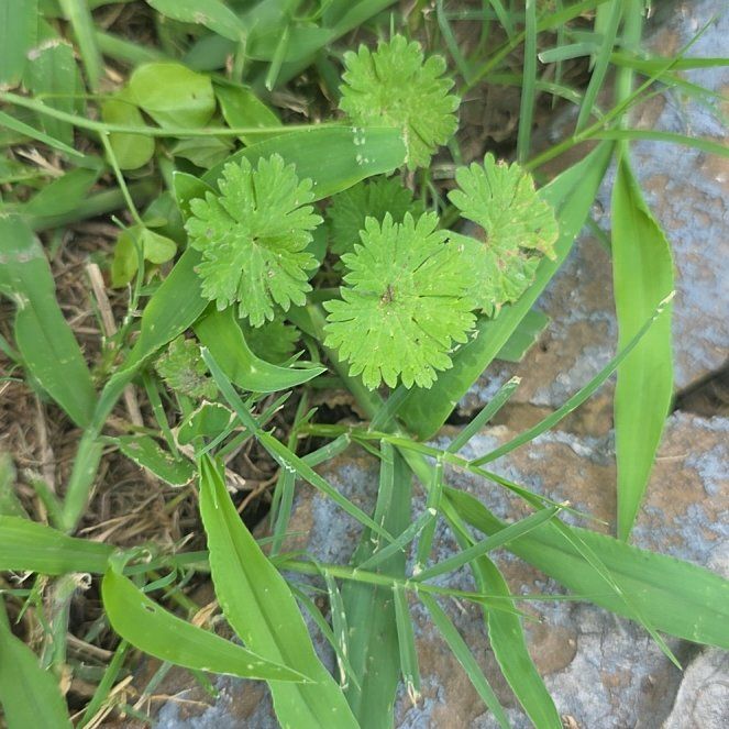 Photo of the plant species Dovefoot Geranium by @LordlyKoa12 named Khaleesi on Greg, the plant care app
