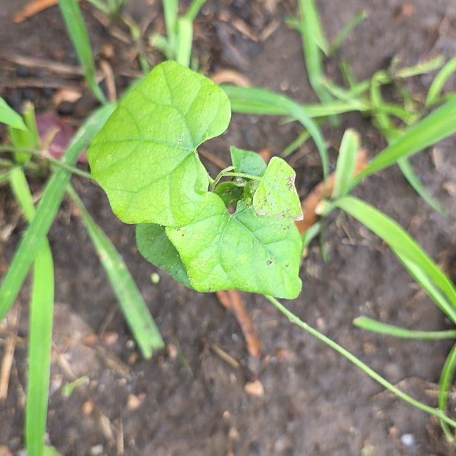 Photo of the plant species Carolina Moonseed by @LordlyKoa12 named Eva on Greg, the plant care app