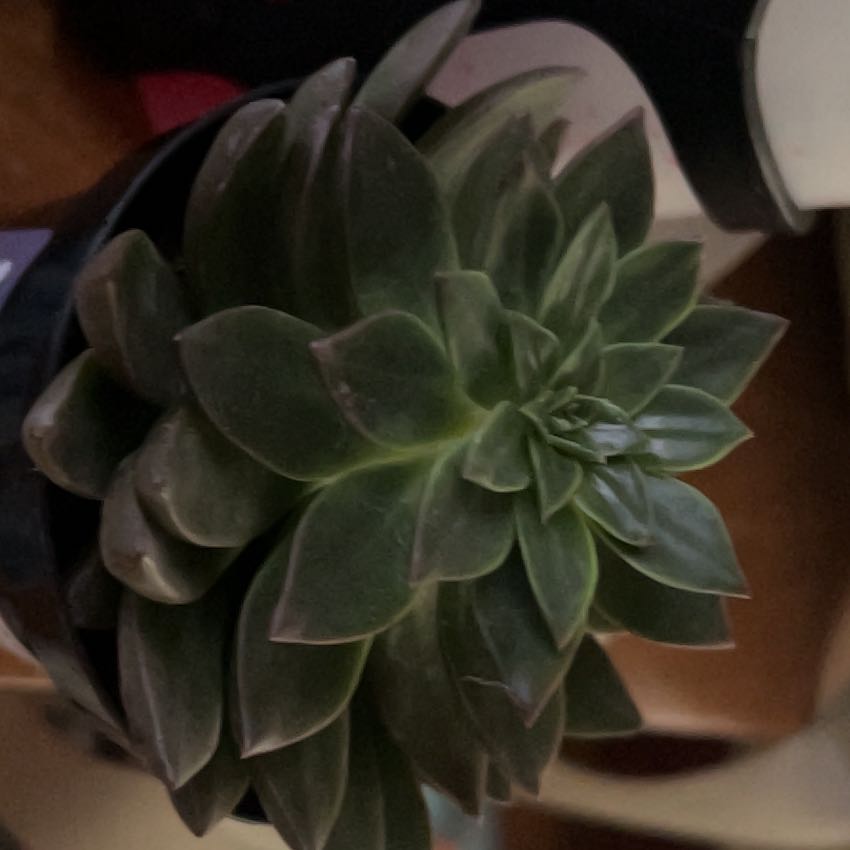 Photo of the plant species Tacisedum 'Solar Flare' by @AwaitedBaibua11 named Harmony on Greg, the plant care app