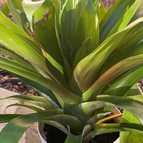 Photo of the plant species Assorted Bromeliad by @NewOxtongue54 named Leonardo on Greg, the plant care app