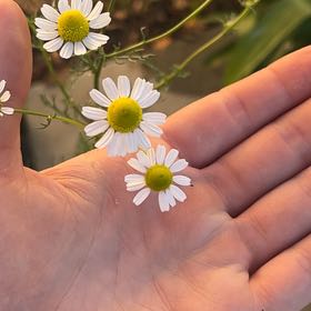 Photo of the plant species Blue Chamomile by @NewOxtongue54 named Bodhi on Greg, the plant care app
