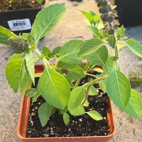 Photo of the plant species Holy Basil (Tulsi) by @NewOxtongue54 named Willow on Greg, the plant care app