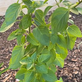 Photo of the plant species Lemon Basil by @NewOxtongue54 named Spike Leaves on Greg, the plant care app
