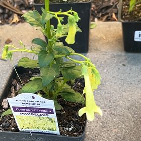 Photo of the plant species Phygelius Colorburst 'Yellow' by @NewOxtongue54 named Fernie Mercury on Greg, the plant care app
