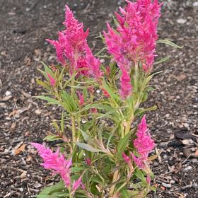 Photo of the plant species Celosia by @NewOxtongue54 named Sherlock on Greg, the plant care app