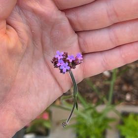 Photo of the plant species Tall Verbena by @NewOxtongue54 named Gates on Greg, the plant care app