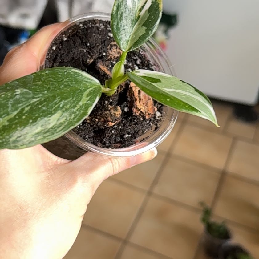 Photo of the plant species Philodendron White Wizard by @YiftIsepepper78 named Planty on Greg, the plant care app