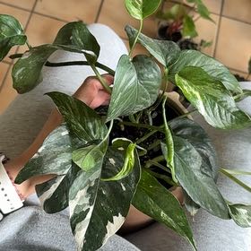 Photo of the plant species Epipremnum pinnatum 'Albo' by @YiftIsepepper78 named Xena on Greg, the plant care app