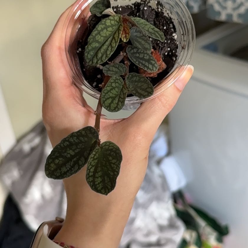 Photo of the plant species Watermelon Vine by @YiftIsepepper78 named Delilah on Greg, the plant care app