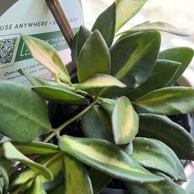 Photo of the plant species hoya burtoniae variegata by @YiftIsepepper78 named Emerson on Greg, the plant care app