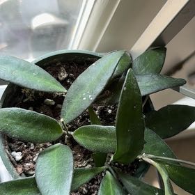 Photo of the plant species Hoya rosita 'Adrift' by @YiftIsepepper78 named Leaf Erickson on Greg, the plant care app