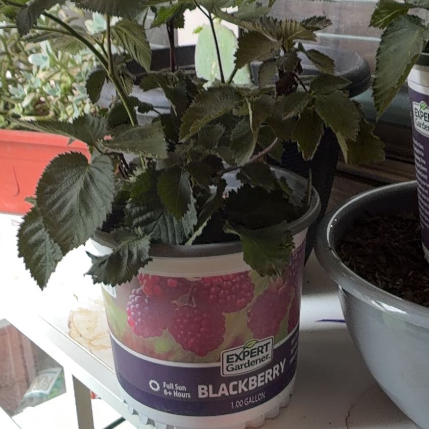 Photo of the plant species Thornless Blackberry by @SpotonAdelinia named Cleopatra on Greg, the plant care app