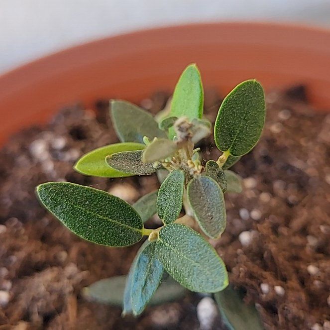 Photo of the plant species Grassleaf Spurge by @ZealWychelm30 named Tupot amaroot on Greg, the plant care app