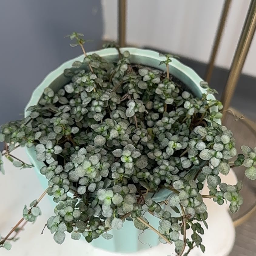 Photo of the plant species Blue Pilea by @LadyClusia20 named Kobe on Greg, the plant care app