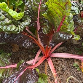 Photo of the plant species Common Beet by @GoodyWaxivy99 named Apollo on Greg, the plant care app