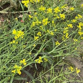 Photo of the plant species Field Mustard by @GoodyWaxivy99 named Zeus on Greg, the plant care app