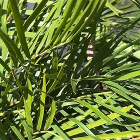 Photo of the plant species Florida Arrowroot by @GoodyWaxivy99 named Leaf Erickson on Greg, the plant care app