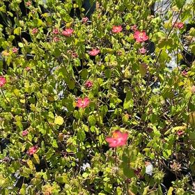 Photo of the plant species Pavonia Lasiopetala by @GoodyWaxivy99 named Anne on Greg, the plant care app