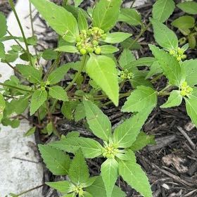 Photo of the plant species Toothed Euphorbia by @GoodyWaxivy99 named Harry on Greg, the plant care app