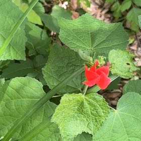 Photo of the plant species Wax Mallow by @GoodyWaxivy99 named Beckham on Greg, the plant care app