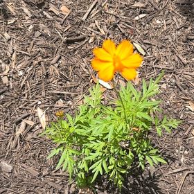 Photo of the plant species Sulphur Cosmos by @GoodyWaxivy99 named Rosa on Greg, the plant care app