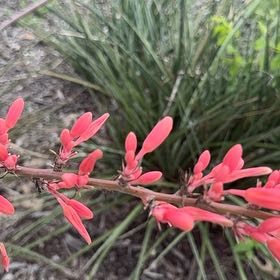 Photo of the plant species Spicy Jatropha by @GoodyWaxivy99 named Einstein on Greg, the plant care app
