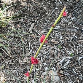 Photo of the plant species Indian-Ink by @GoodyWaxivy99 named Sproutacus on Greg, the plant care app