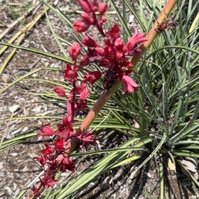 Photo of the plant species Cardinal Flower by @GoodyWaxivy99 named Drake on Greg, the plant care app