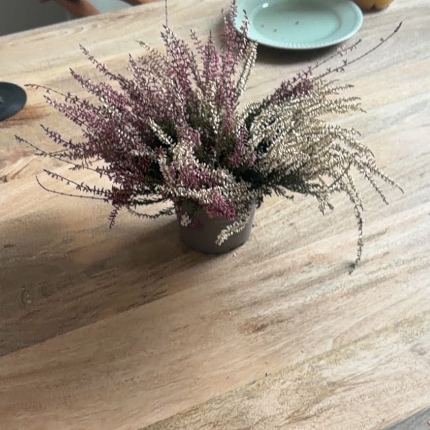 Photo of the plant species Heather by @DefiniteBacchus named Doja Cat on Greg, the plant care app