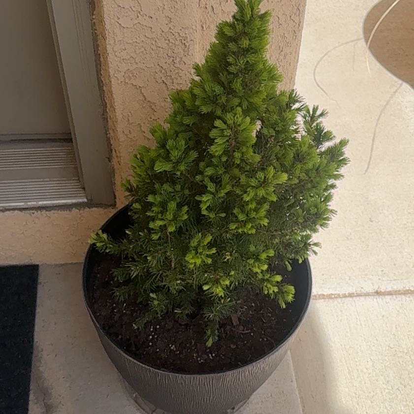 Photo of the plant species Dwarf Alberta Spruce by @FamedPuka65 named Winston on Greg, the plant care app