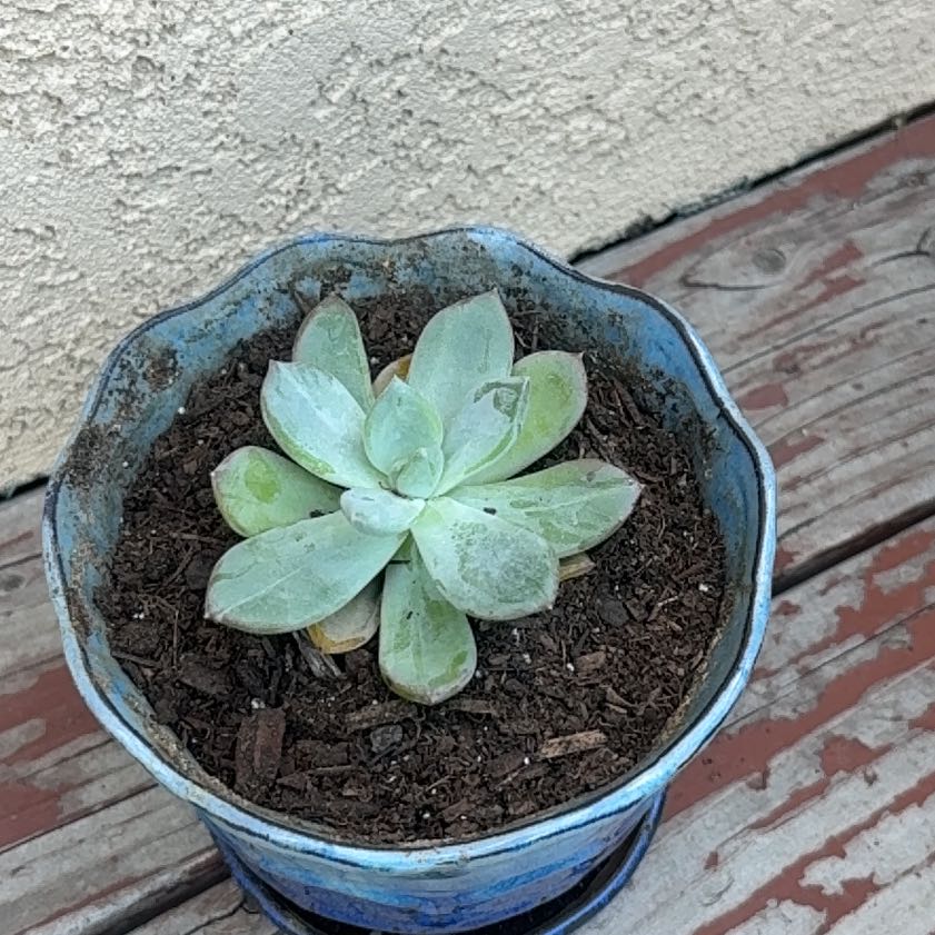 Photo of the plant species Pachyveria 'Blue Quartz' by @FamedPuka65 named Muhammad Ali on Greg, the plant care app