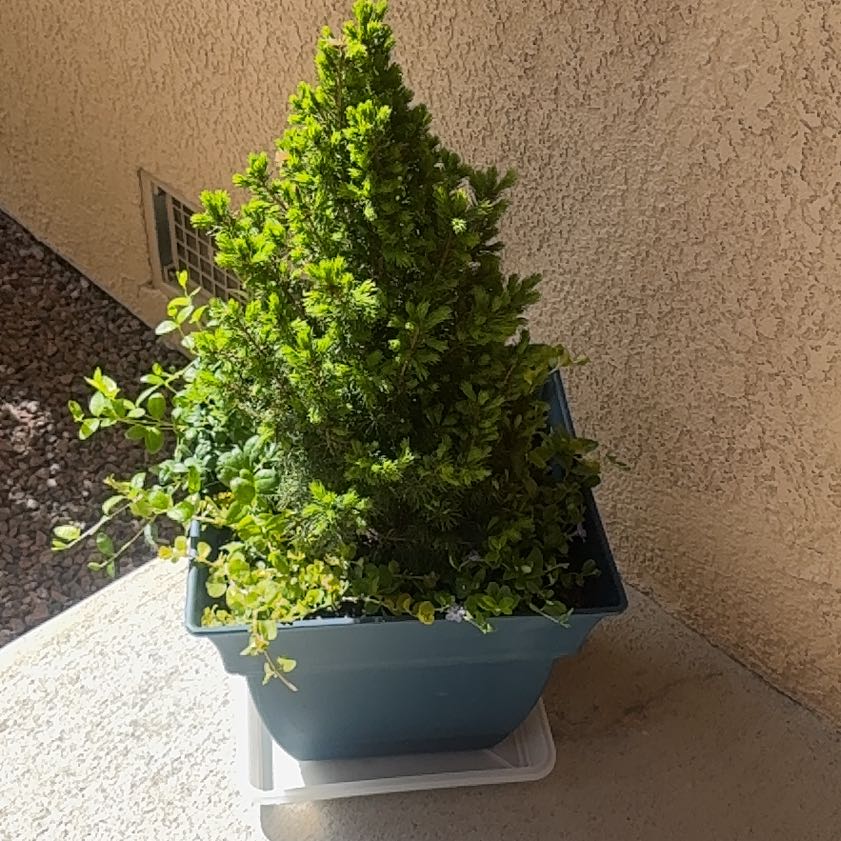 Photo of the plant species Dwarf Alberta Spruce by @FamedPuka65 named Sanders on Greg, the plant care app