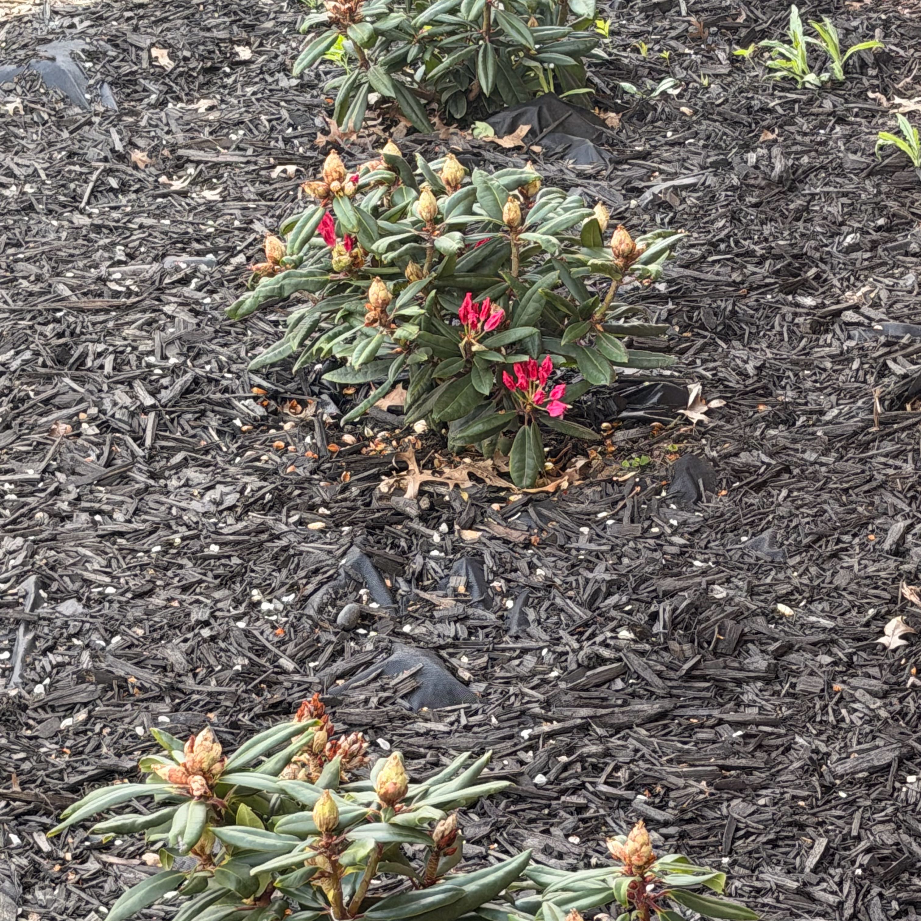 Photo of the plant species Tree Rhododendron by @PractisedAlbo96 named Curie on Greg, the plant care app