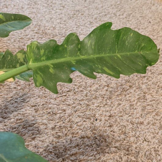 Photo of the plant species Ring Of Fire by @PrudentNeem74 named Marley on Greg, the plant care app