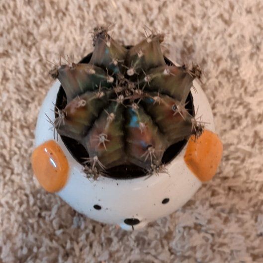 Photo of the plant species Devil's Pincushion by @PrudentNeem74 named James Dean on Greg, the plant care app