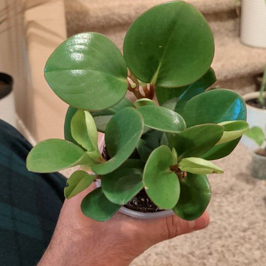Photo of the plant species Peperomia Thailand by @PrudentNeem74 named Sonora on Greg, the plant care app