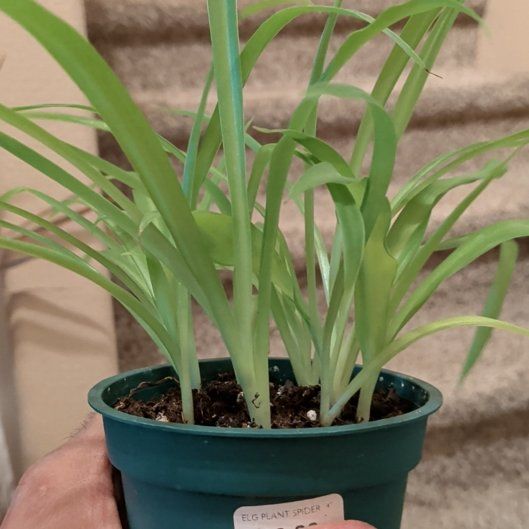 Photo of the plant species Spiderwort by @PrudentNeem74 named Kardashian on Greg, the plant care app
