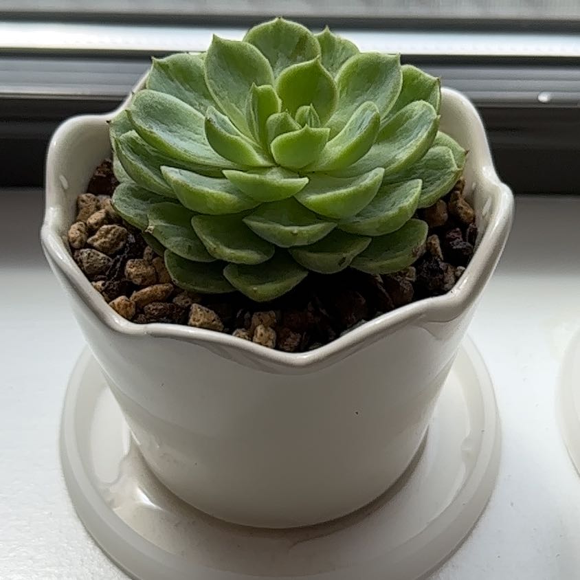 Photo of the plant species Echeveria 'Lime n' Chile' by @PetOmnom63 named Vasylina on Greg, the plant care app
