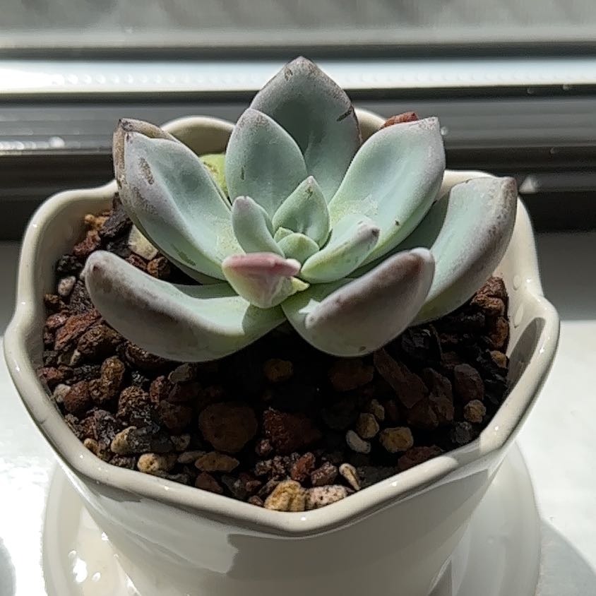 Photo of the plant species Pachyveria 'Powder Puff' by @PetOmnom63 named Vasyl on Greg, the plant care app