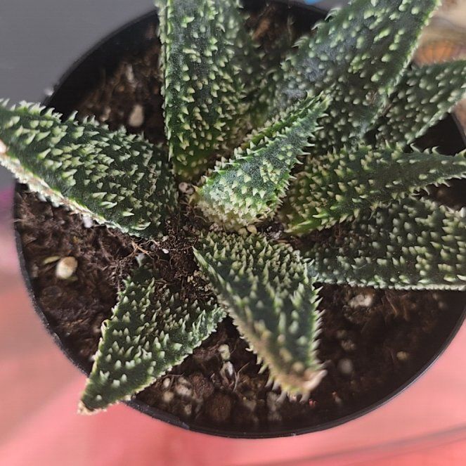 Photo of the plant species Gasteraloe 'Tarantula' by @FunBookaloe49 named Anne on Greg, the plant care app