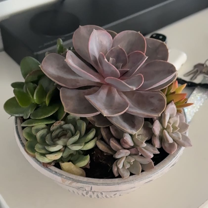 Photo of the plant species Succulent by @ShiningRedclaws named Hamilton on Greg, the plant care app