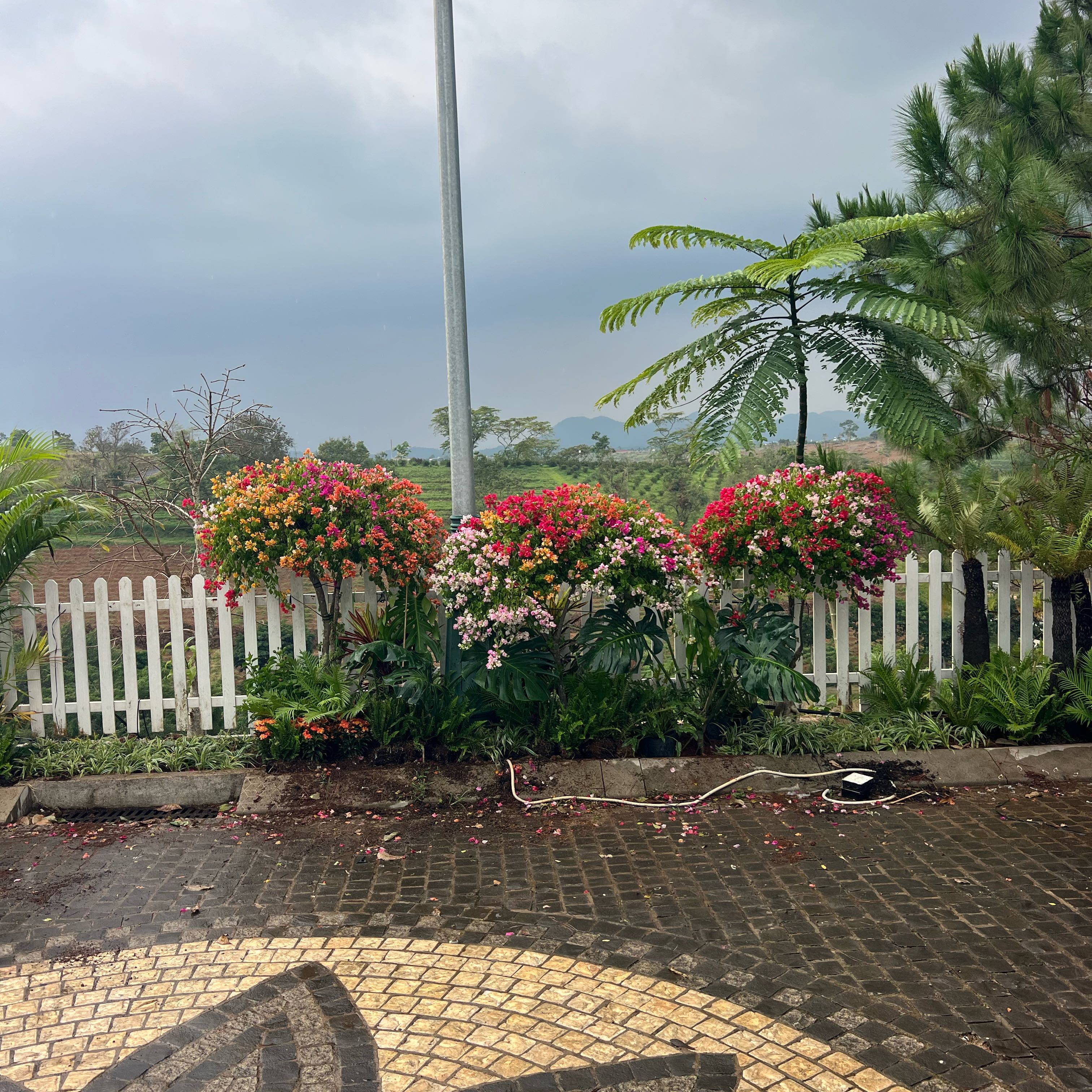 Photo of the plant species Flamboyant Tree by @MeekCactus73 named Sigmund on Greg, the plant care app