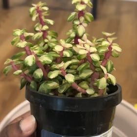 Photo of the plant species Portulacaria afra 'Kaleidoscope' by @PoshPandan12 named Emerson on Greg, the plant care app