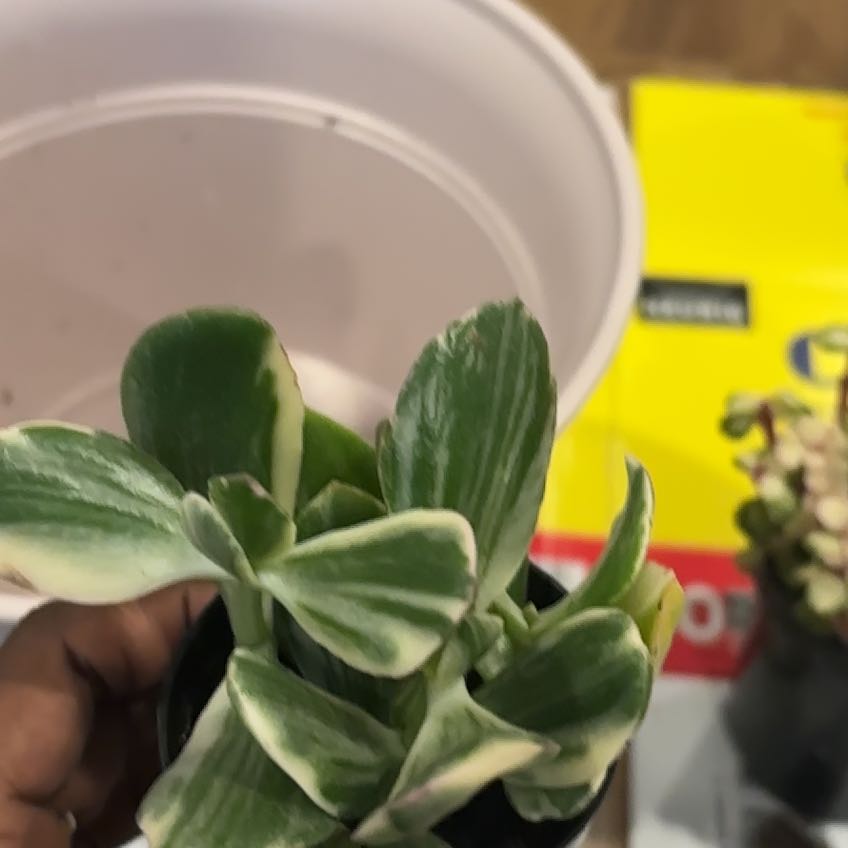 Photo of the plant species Tricolor Jade by @PoshPandan12 named Delilah on Greg, the plant care app