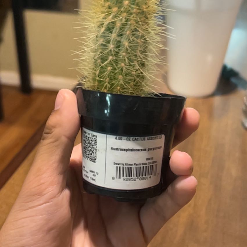 Photo of the plant species Assorted Cactus by @DiverseFeijoa73 named Achilles on Greg, the plant care app